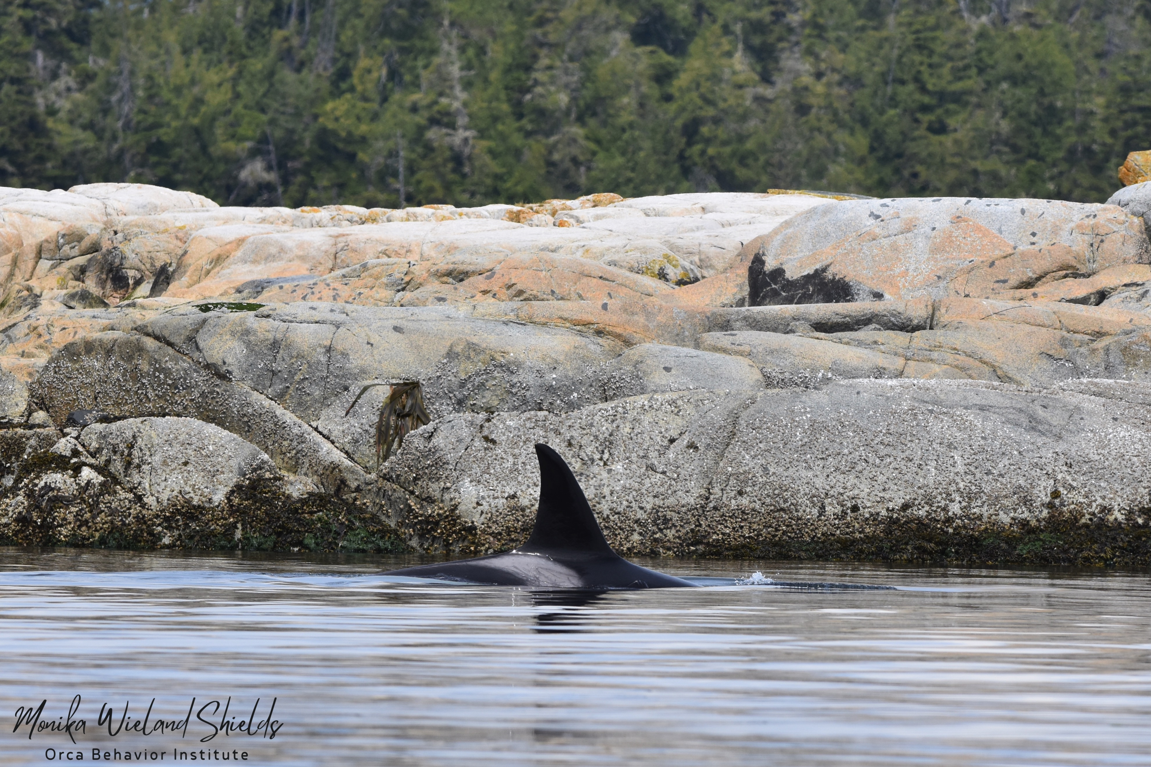 T60s | Bigg's (Transient) Killer Whales